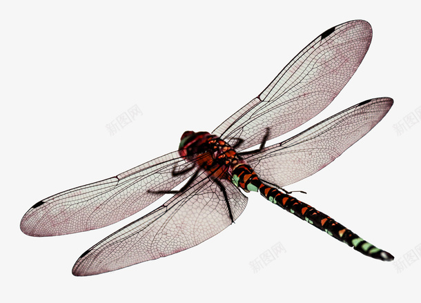 漂亮蜻蜓png免抠素材_新图网 https://ixintu.com 漂亮 漂亮的 漂亮的蜻蜓 漂亮蜻蜓 美丽的蜻蜓 美丽蜻蜓