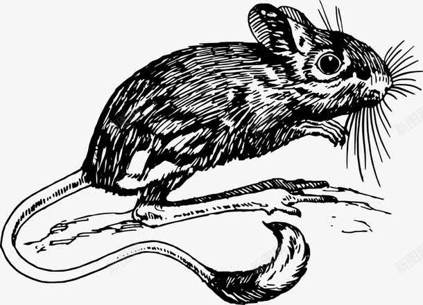 老鼠大长尾巴创意免费png免抠素材_新图网 https://ixintu.com 免费设计 创意 老鼠