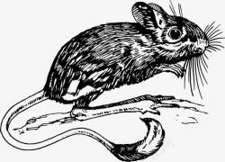 老鼠大长尾巴创意免费素材
