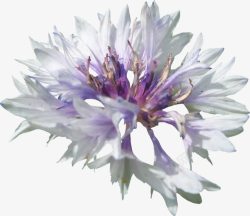 白色花朵紫色花蕊实物素材