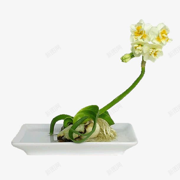 简约兰花png免抠素材_新图网 https://ixintu.com 兰花 兰花图片 简约