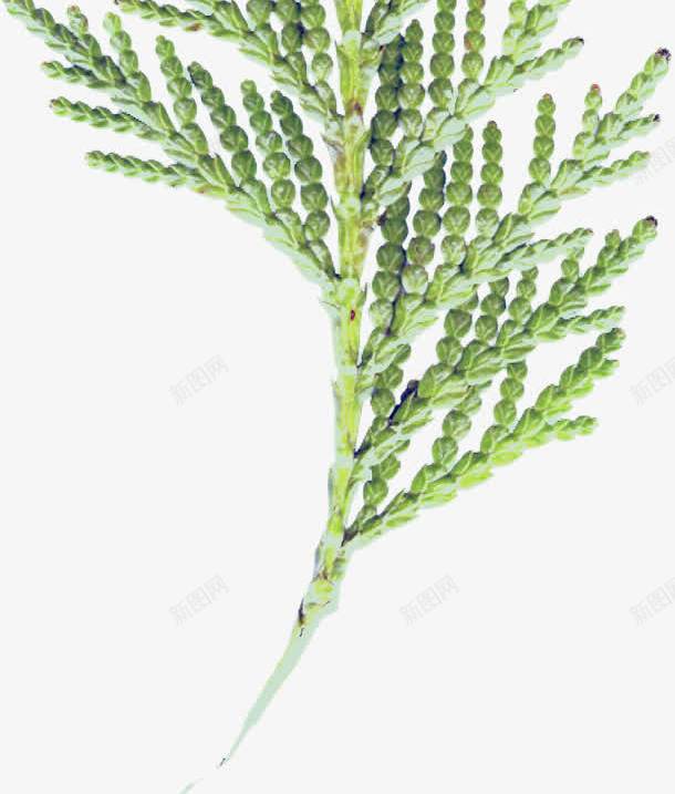绿色野草花朵png免抠素材_新图网 https://ixintu.com 出虐 季节 绿色野草 花朵