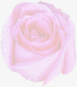 粉色梦幻花朵植物情人节素材