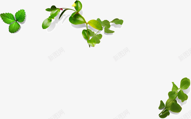 绿色装饰树叶png免抠素材_新图网 https://ixintu.com 叶子 嫩绿 树叶 绿色 装饰