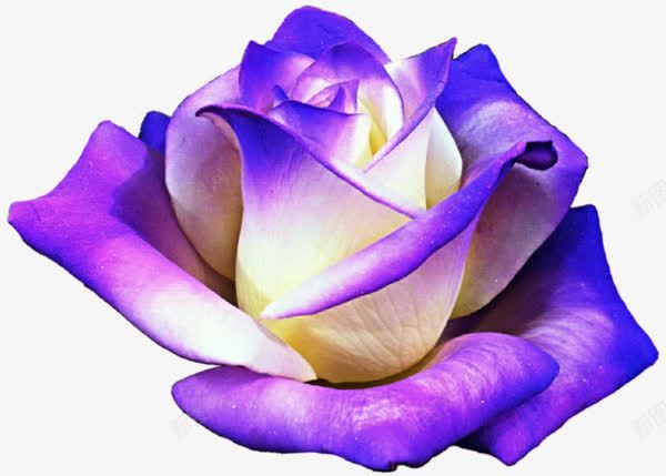 实物紫色渐变花朵花卉png免抠素材_新图网 https://ixintu.com 产品实物 渐变花卉 紫色花朵 花瓣
