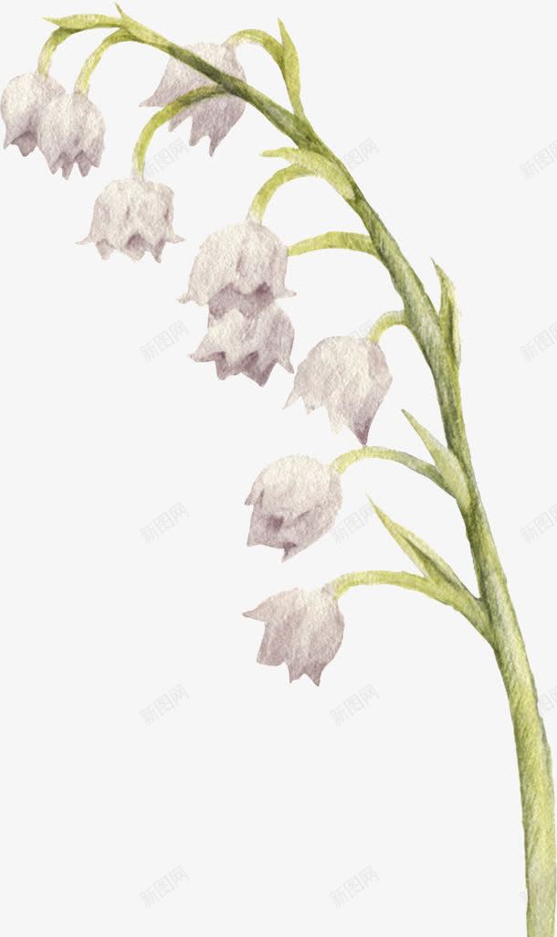 一束铜铃花png图片免费下载 素材0qjewwwqg 新图网 一束铜铃花png图片免费下载 素材0qjewwwqg 新图网