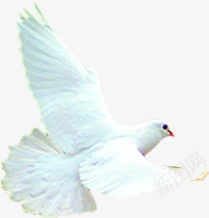 摄影白色和平鸽png免抠素材_新图网 https://ixintu.com 和平鸽 摄影 白色