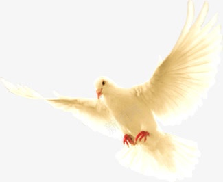 活动白色和平鸽摄影海报png免抠素材_新图网 https://ixintu.com 和平鸽 摄影 活动 海报 白色
