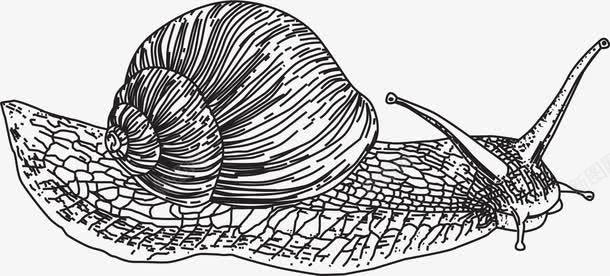 蜗牛轮廓手绘png免抠素材_新图网 https://ixintu.com 蜗牛 蜗牛矢量 蜗牛轮廓