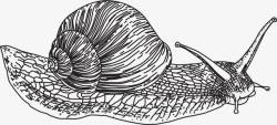 蜗牛轮廓手绘素材