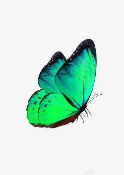 绿色蝴蝶装饰图案素材