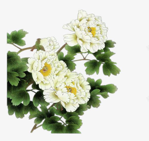 手绘白色复古花朵绿叶png免抠素材_新图网 https://ixintu.com 复古 白色 绿叶 花朵