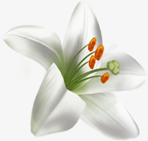 春天促销白色手绘花朵png免抠素材_新图网 https://ixintu.com 促销 春天 白色 花朵