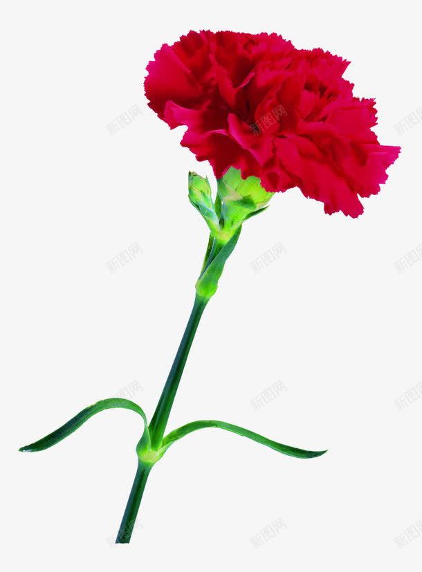 红色康乃馨png免抠素材_新图网 https://ixintu.com 康乃馨 植物 清新 红色花 花卉 花朵
