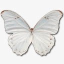 大闪蝶波吕斐摩斯图标png_新图网 https://ixintu.com animal butterfly morpho polyphemus 动物 大闪蝶 波吕斐摩斯 蝴蝶