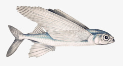 长鱼长翅膀的鱼高清图片