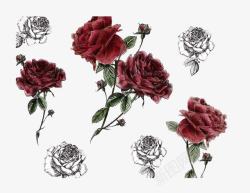 手绘玫瑰花卉素材
