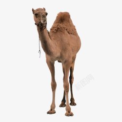 瘦小瘦小的骆驼高清图片
