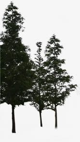 黑色创意环境渲染效果树木png免抠素材_新图网 https://ixintu.com 创意 效果 树木 渲染 环境 黑色