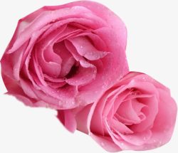 粉色玫瑰鲜花植物新鲜素材