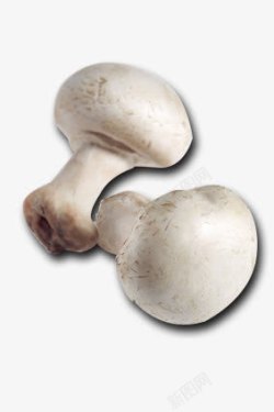 白菇蘑菇高清图片