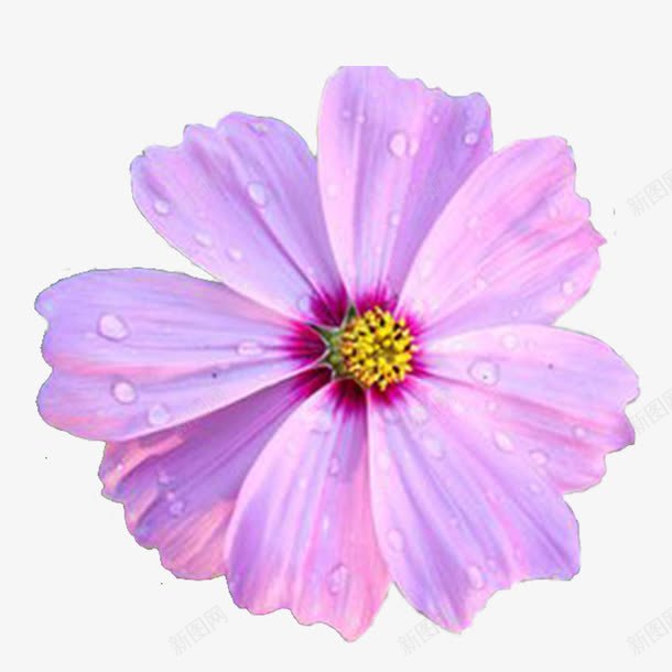 粉色波斯兰png免抠素材_新图网 https://ixintu.com 园区 波斯兰 粉色的波斯兰 粉色花 花朵