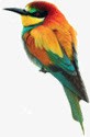 彩色的啄木鸟素材