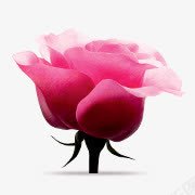 创意红色的质感花卉植物png免抠素材_新图网 https://ixintu.com 创意 植物 红色 花卉 质感