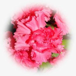 粉色康乃馨花朵风景素材