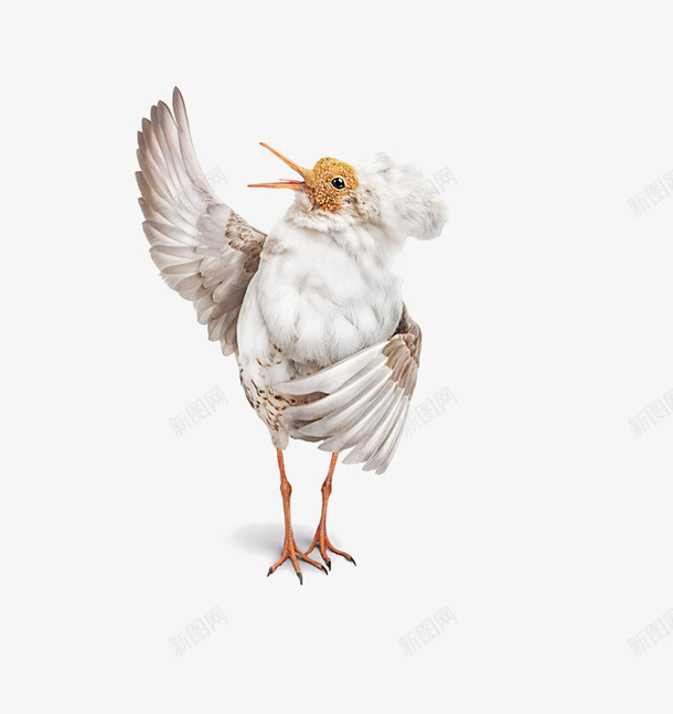 跳舞的鸟png免抠素材_新图网 https://ixintu.com 动物 白色 跳舞的鸟 鸟 鸟免费下载
