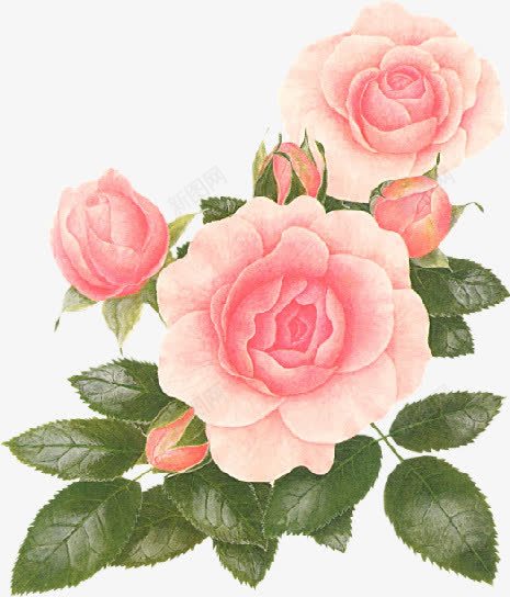 粉色玫瑰手绘风格png免抠素材_新图网 https://ixintu.com 玫瑰 粉色 风格