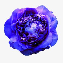 紫花花苞素材