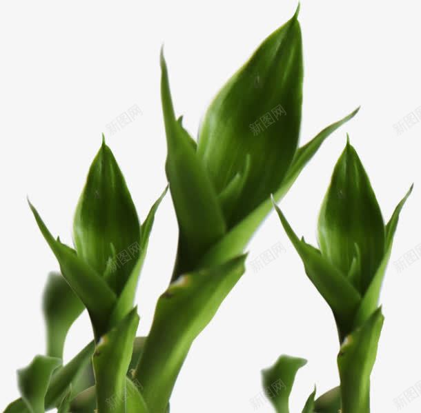 绿色生长植物春天png免抠素材_新图网 https://ixintu.com 春天 植物 生长 绿色