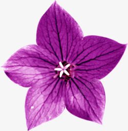 清新紫色春天雏菊素材
