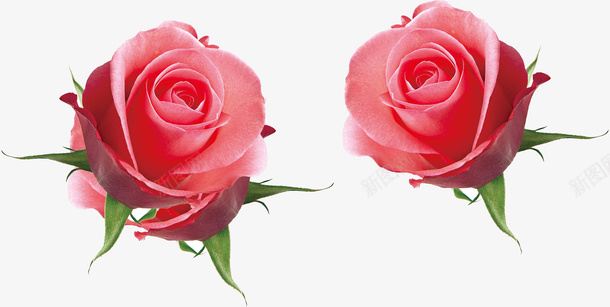 粉色的玫瑰花png免抠素材_新图网 https://ixintu.com png图形 png装饰 玫瑰花 粉玫瑰 花朵 装饰