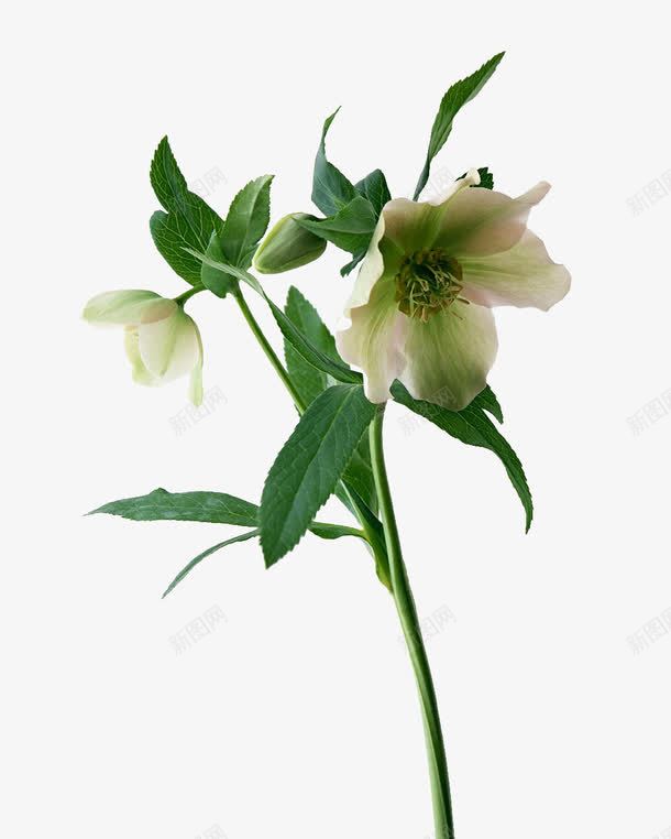 鲜花png免抠素材_新图网 https://ixintu.com 植物 白 白合 花 花朵 花苞 装饰花朵