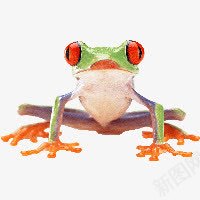 青蛙png免抠素材_新图网 https://ixintu.com 益虫 背景元素青蛙 虫类青蛙 青蛙