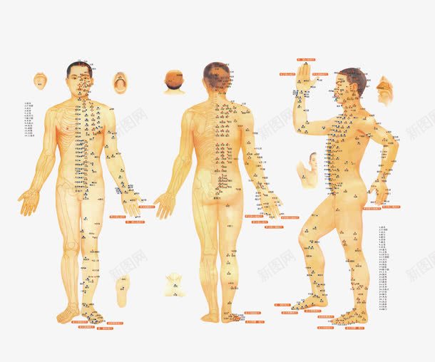 人体构造元素png免抠素材_新图网 https://ixintu.com 人体 人体构造 构造 黄色