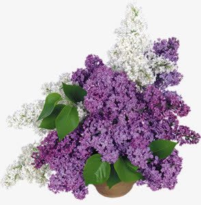 茂盛紫色白色花朵png免抠素材_新图网 https://ixintu.com 白色 紫色 花朵 茂盛