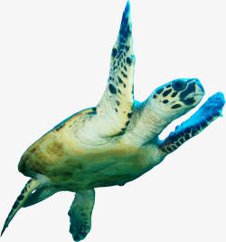 游动海龟海龟高清图片
