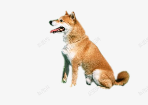 柴犬交话费覅附录png免抠素材_新图网 https://ixintu.com PNG 动物 柴犬 狗狗