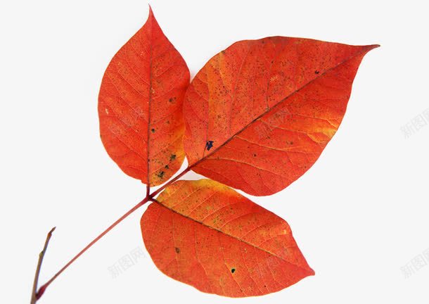 秋叶树叶火红色的叶子png免抠素材_新图网 https://ixintu.com 树叶 火红色的叶子 秋叶