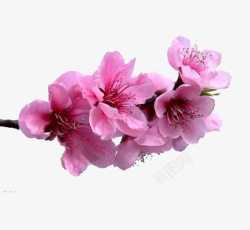 杏花花瓣素材