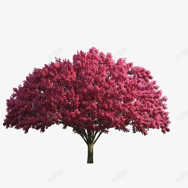 红色伞形树png免抠素材_新图网 https://ixintu.com 免抠png 植物 红树 装饰