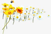 春天黄白色花朵装饰png免抠素材_新图网 https://ixintu.com 春天 花朵 装饰 黄白色