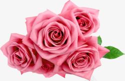 粉色唯美玫瑰花朵素材