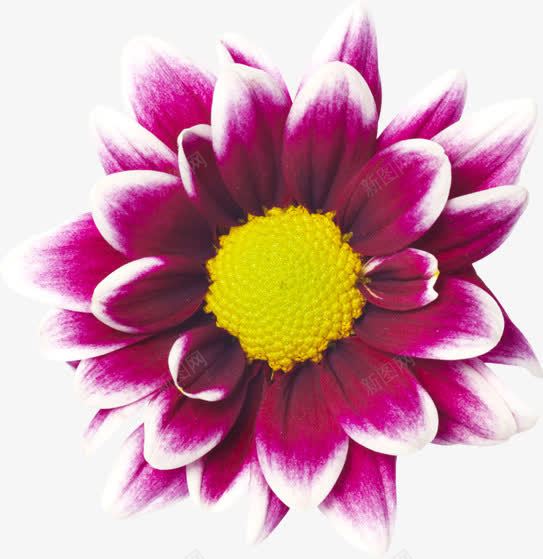 紫色唯美浪漫花朵png免抠素材_新图网 https://ixintu.com 浪漫 紫色 花朵