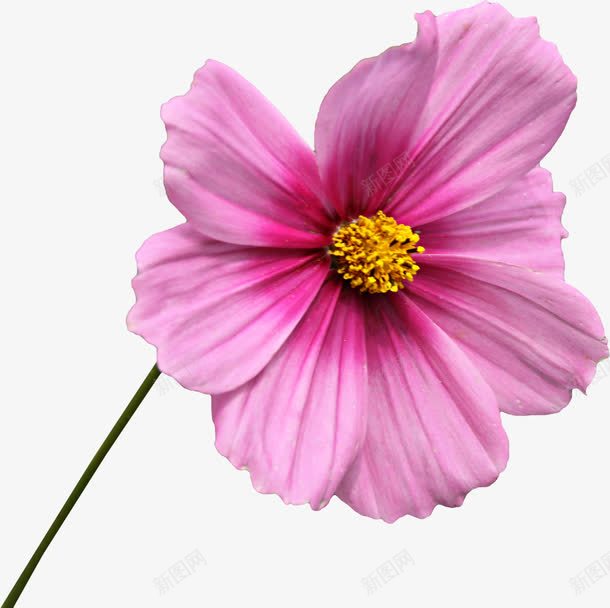 一朵紫红色花朵png免抠素材_新图网 https://ixintu.com 植物 生物 紫红色 花 花朵 花蕊 鲜花