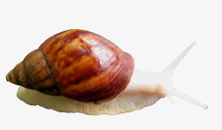 真实动物白玉蜗牛大蜗牛高清图片
