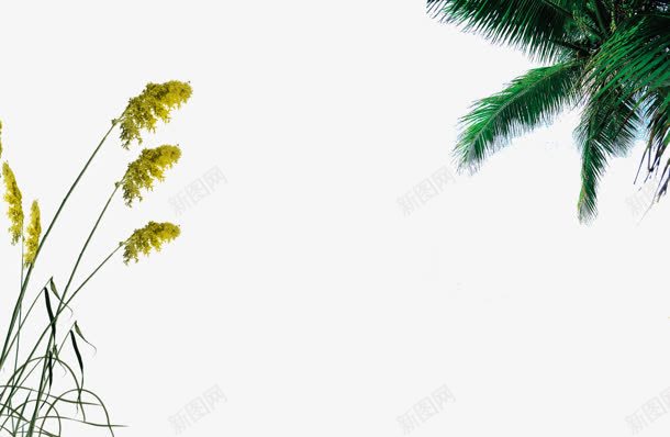 植物背景png图片免费下载 素材0zqkvvqku 新图网 植物背景png图片免费下载 素材0zqkvvqku 新图网